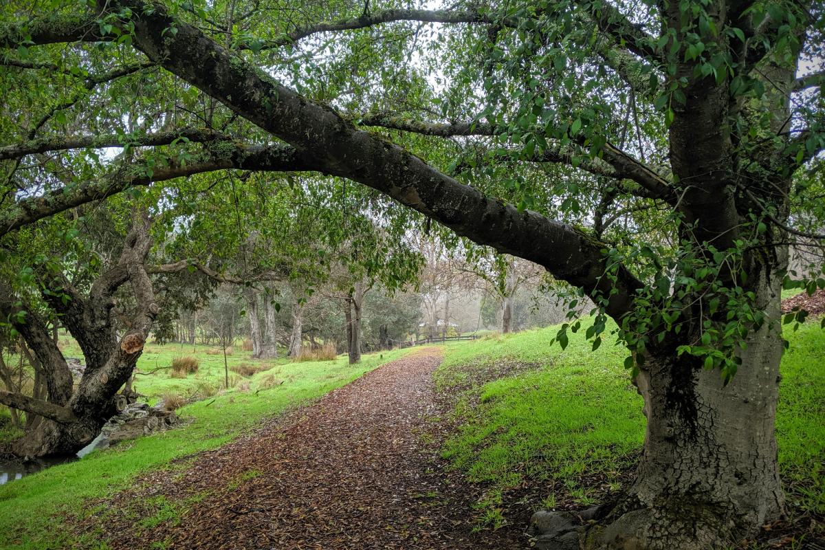 Golden Valley Tree Park