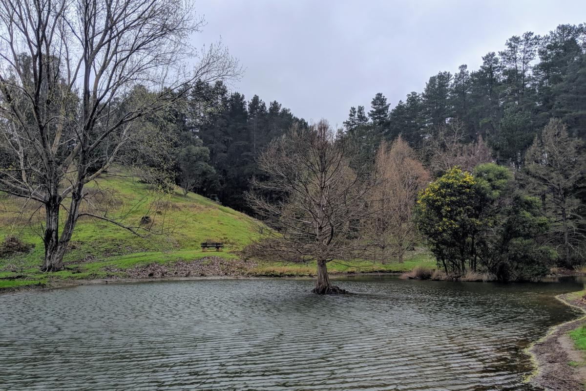 Golden Valley Tree Park Golden Valley Tree Park