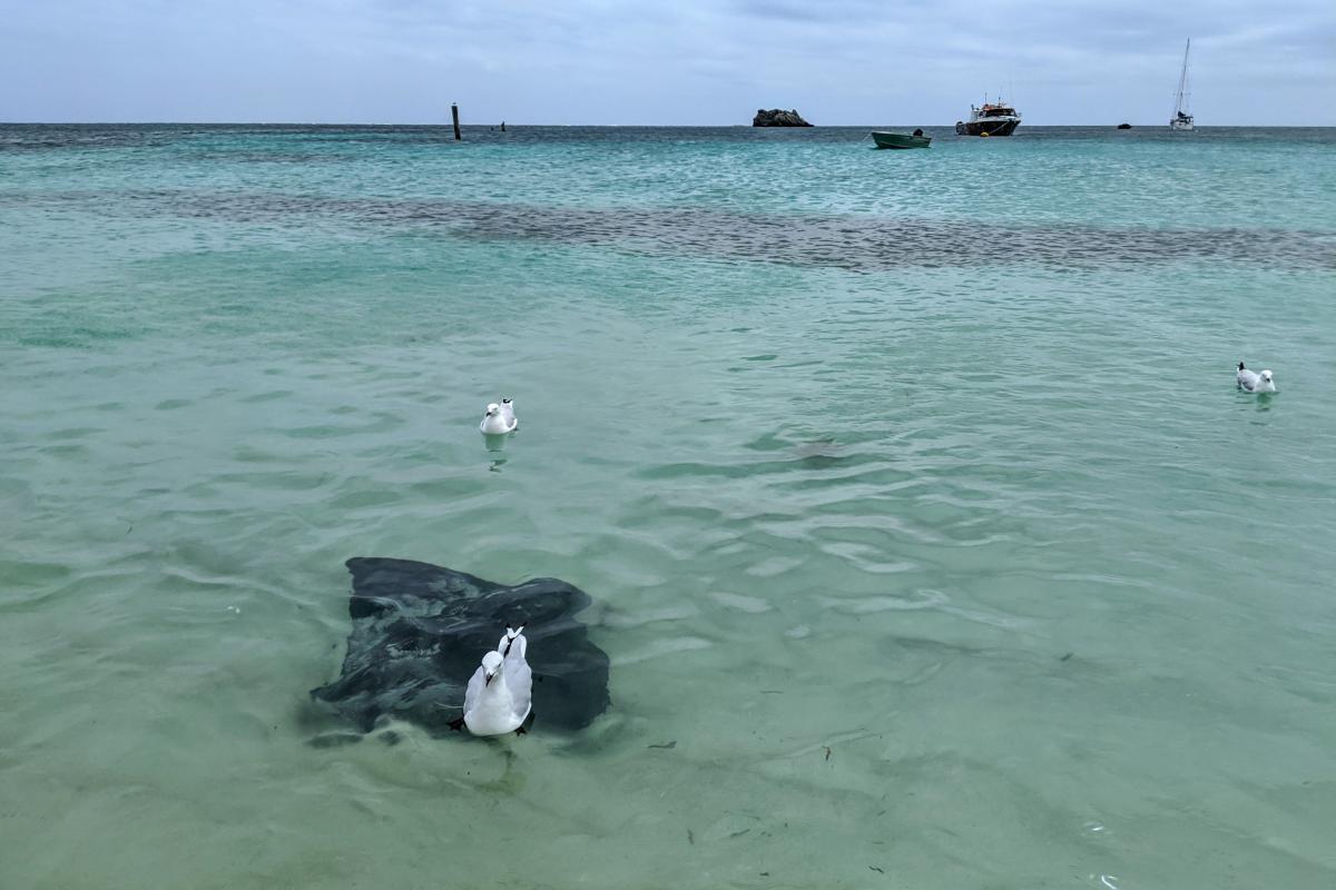 Hamelin Bay stingray, seagulls and boats Hamelin Bay stingray, seagulls and boats