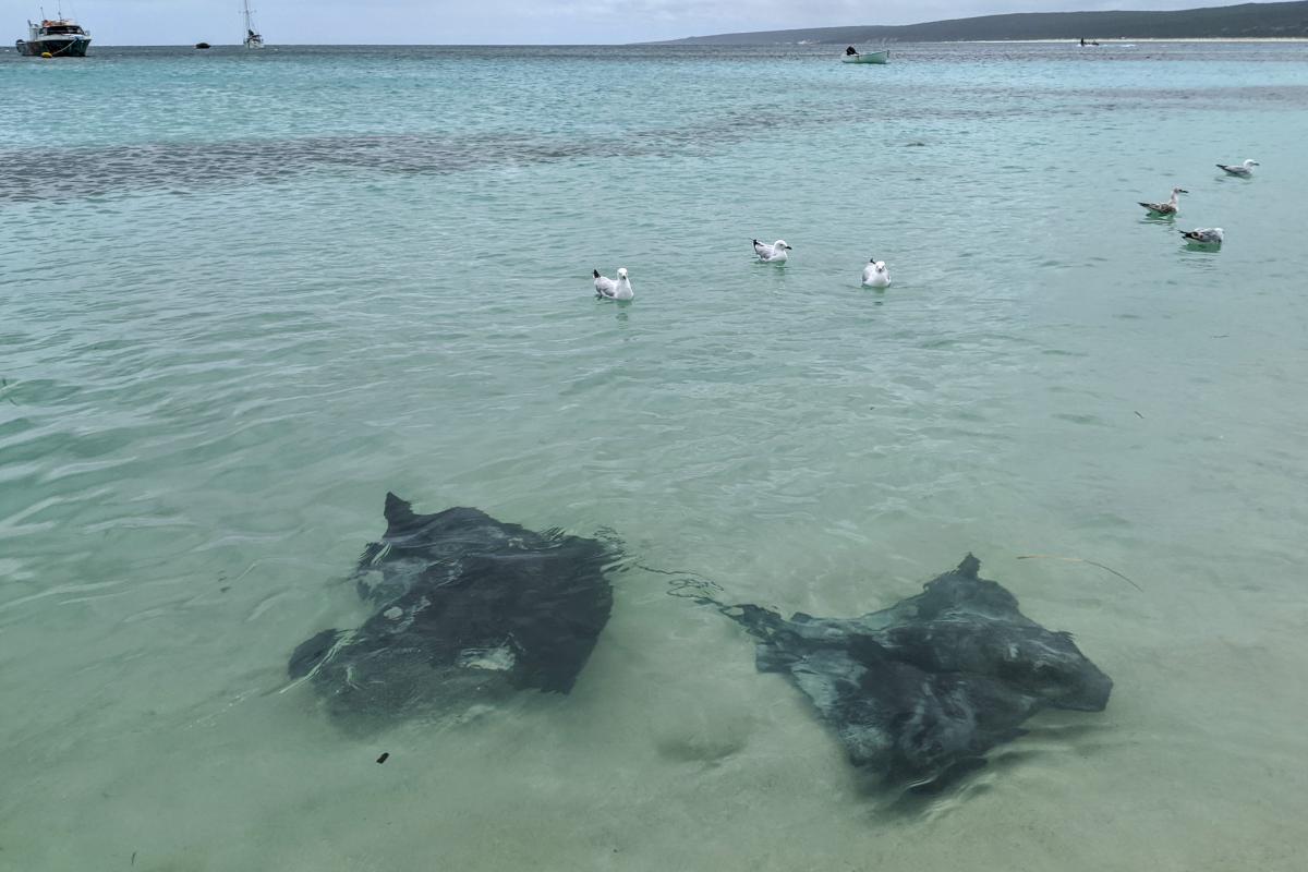 Hamelin Bay stingrays, seagulls and boats Hamelin Bay stingrays, seagulls and boats