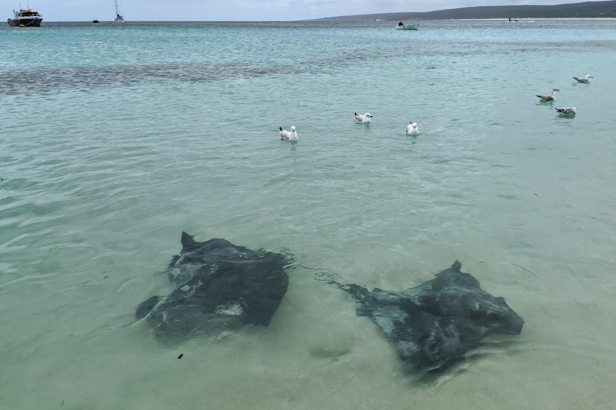 Hamelin Bay stingrays, seagulls and boats