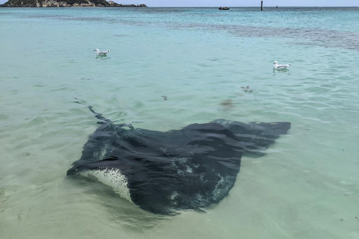 Stingrays at Hamelin Bay