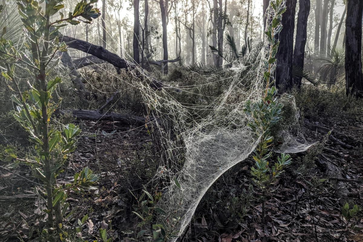 Spider webs early in the morning in Helena National Park