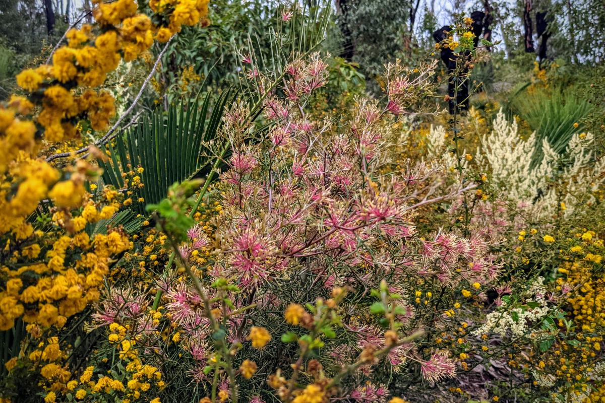 Wildflowers in Helena National Park