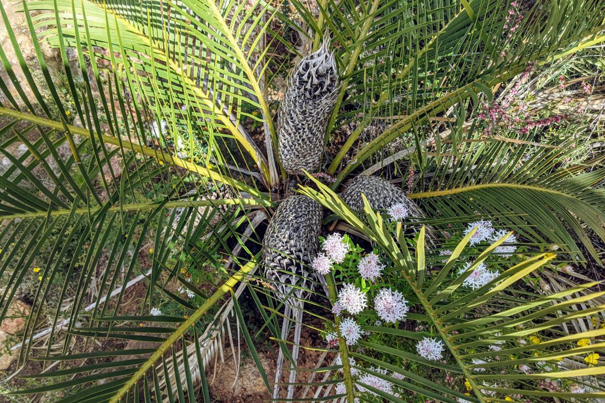 Zamia palm in Helena National Park