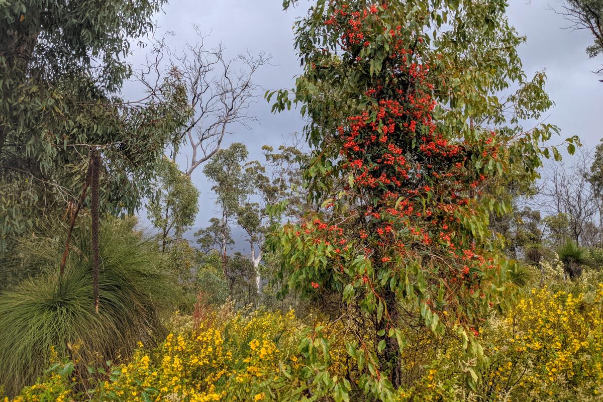 Wildflowers and storm clouds in Helena National Park