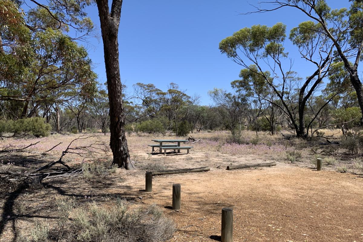 Picnic table under a tall tree in the native landscape of Korrelocking Picnic Area