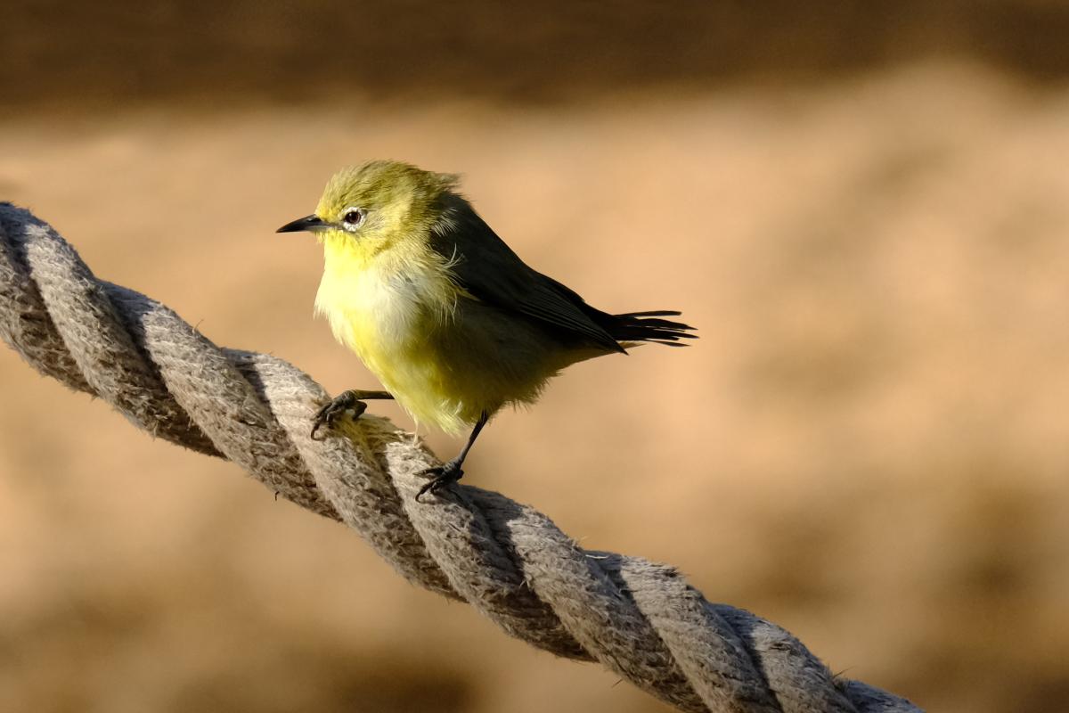 Silvereye perched on a shipping rope at Thevenard Island