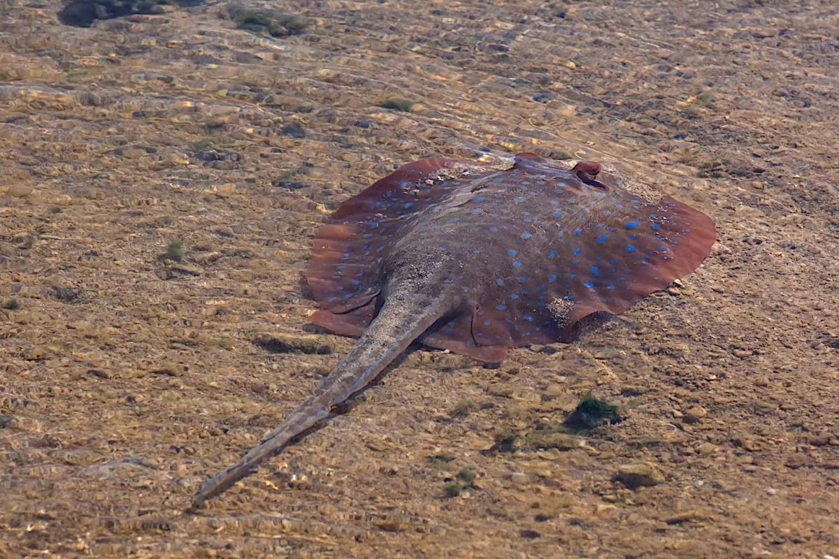Blue Spotted Ribbon Tailed ray in shallow waters of Thevenard Island