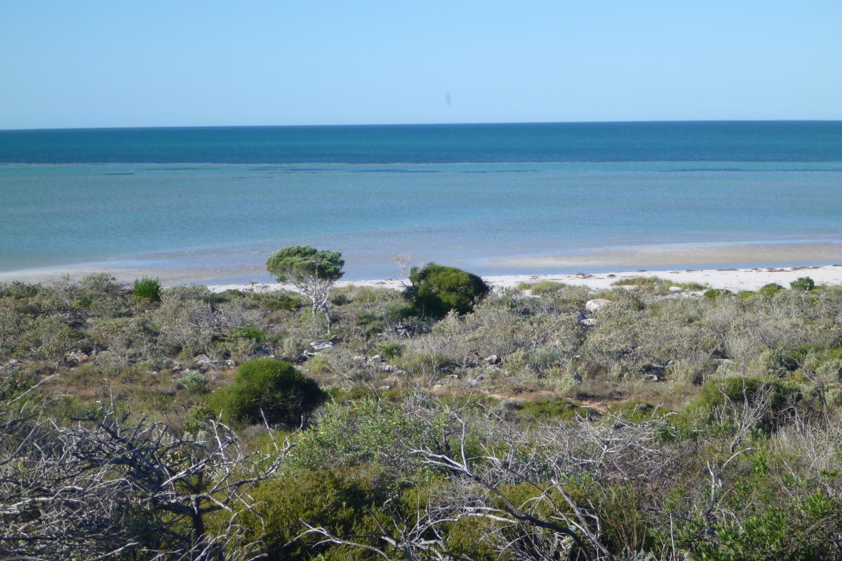 Coastal vegetation down to the beach and open blue sees