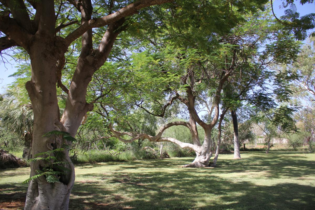 green lawns and shade trees in the grounds of Millstream Homestead