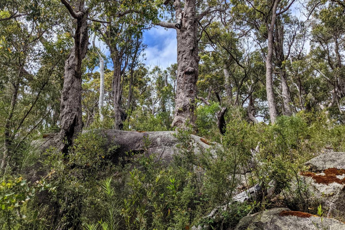 Marri forest and granite on Mount Burnett