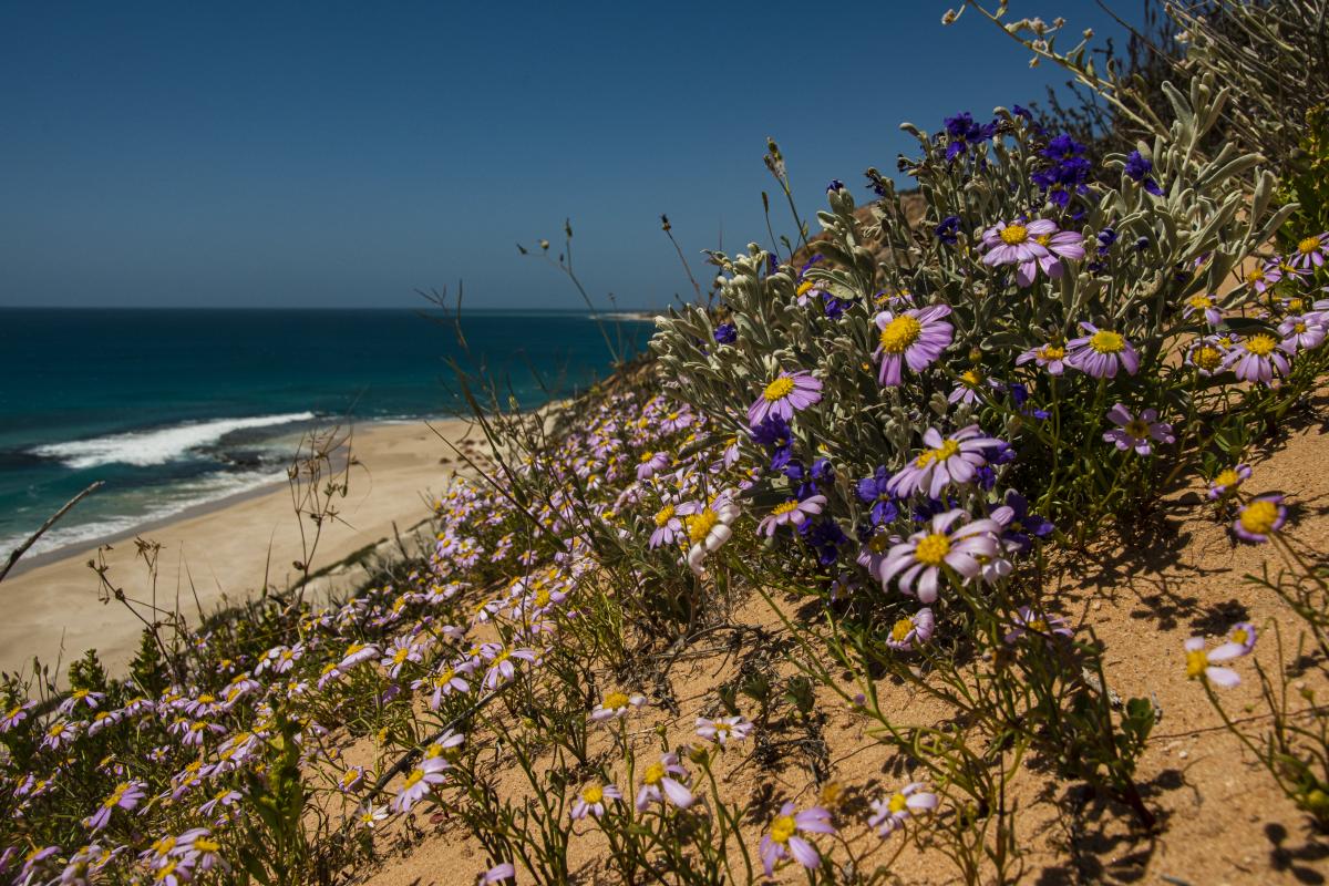 flowers on the side of a sand dune at turtle bay