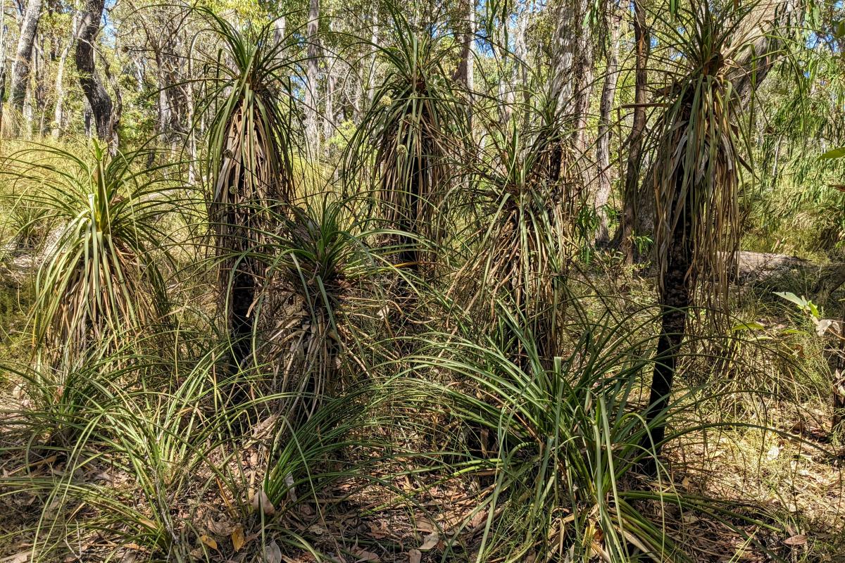 Pineapple bushes in Yelverton National Park Pineapple bushes in Yelverton National Park