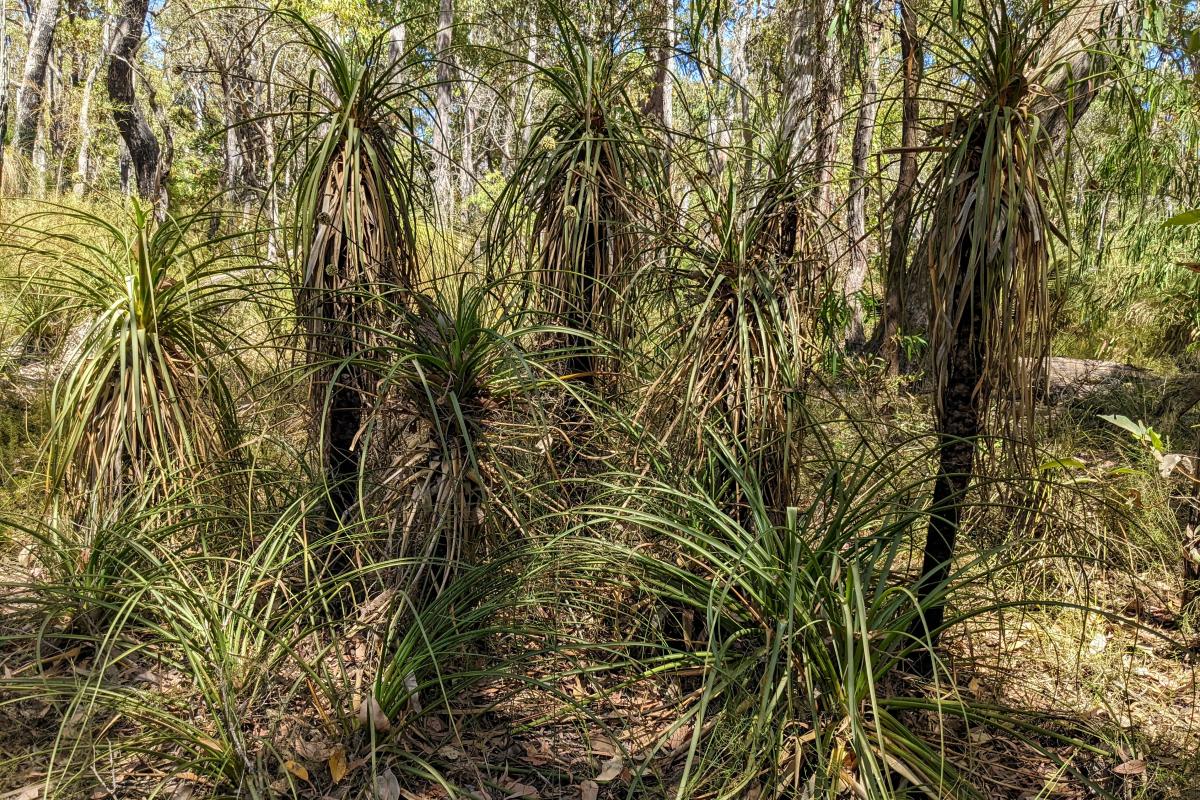 Pineapple bushes in Yelverton National Park