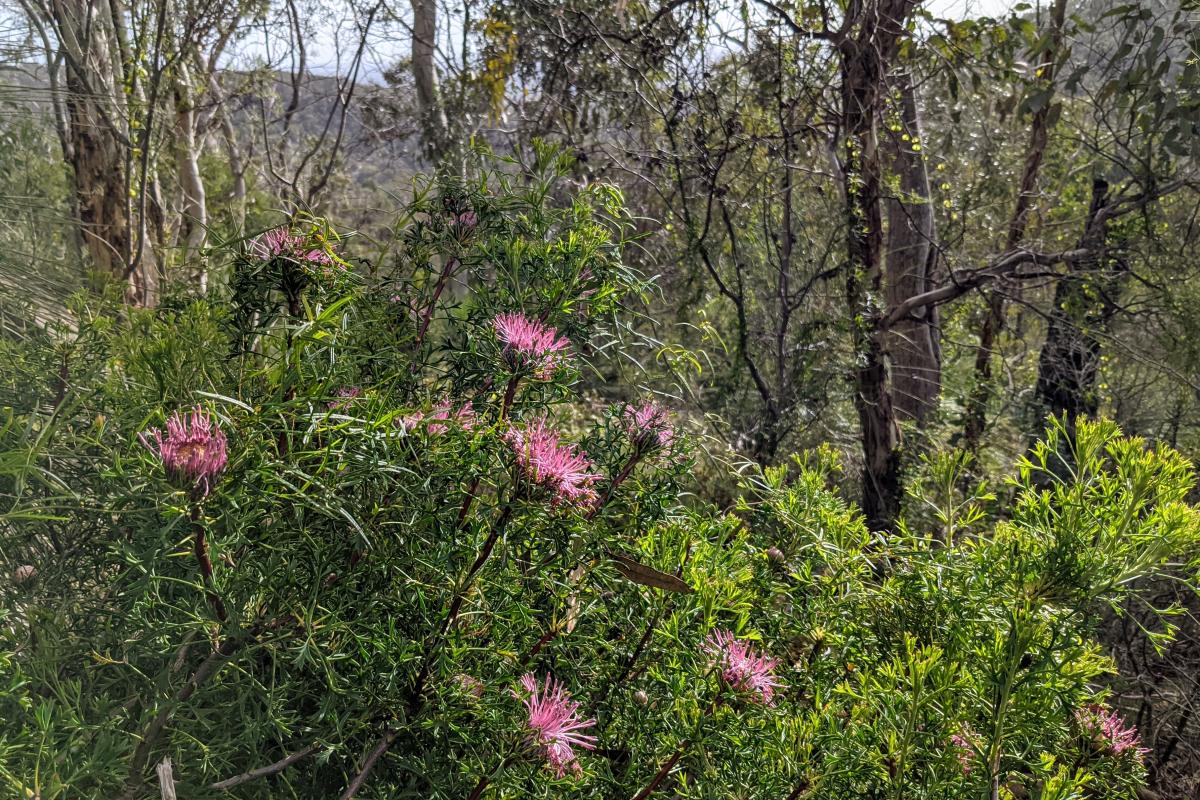 pink wildflowers in Banyowla Regional Park