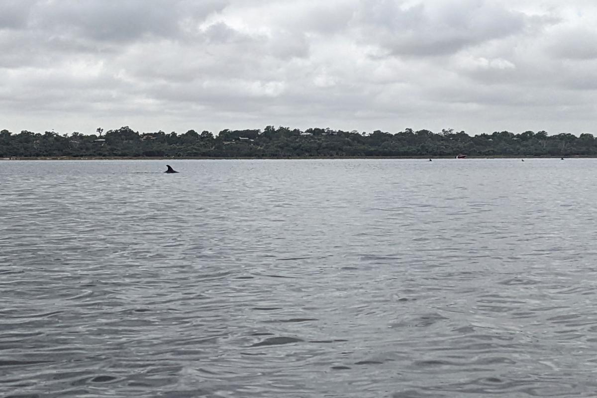 Bottlenose dolphins in the Leschenault Estuary viewed from near Belvidere Campground