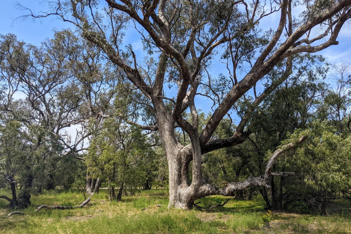 Tuart trees at Belvidere Campground