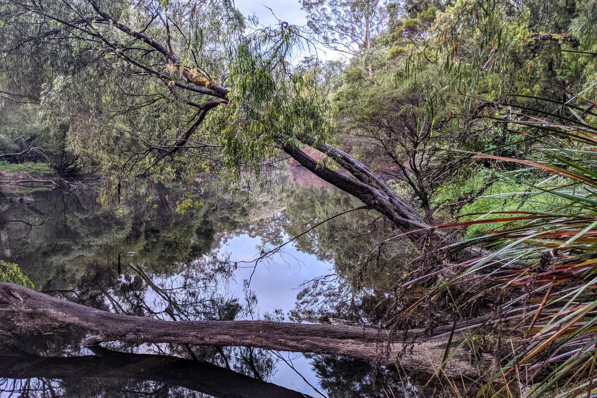 Branches across the Warren River