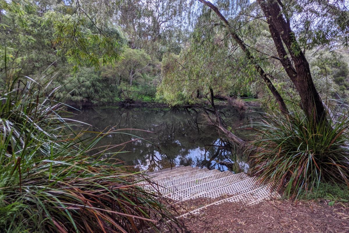 steps into the Warren River at Blackbutt