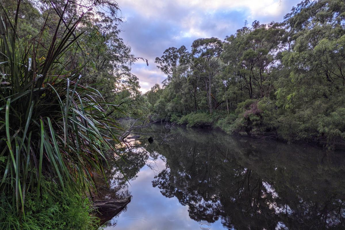 Early morning by the Warren River at Blackbutt Early morning by the Warren River at Blackbutt