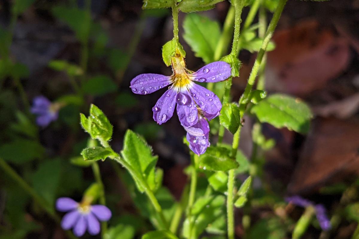 purple wildflower with raindrops on the petals at The Cascades