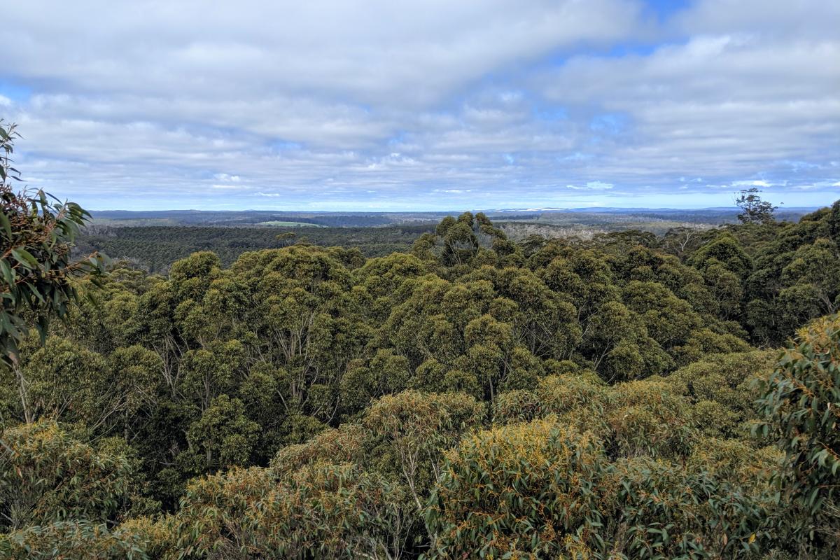 View from the top of the Gloucester Tree