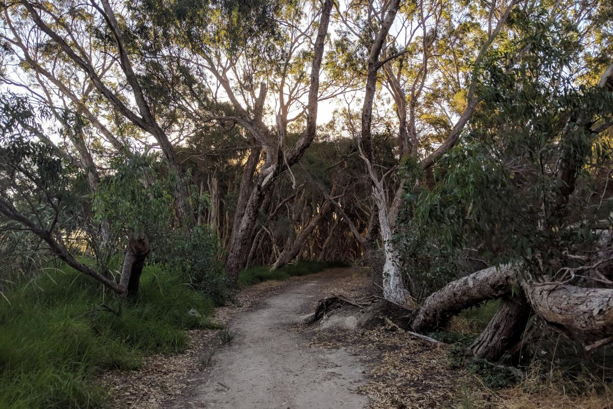 Trail between the lake and Jon Sanders Drive Trail between the lake and Jon Sanders Drive