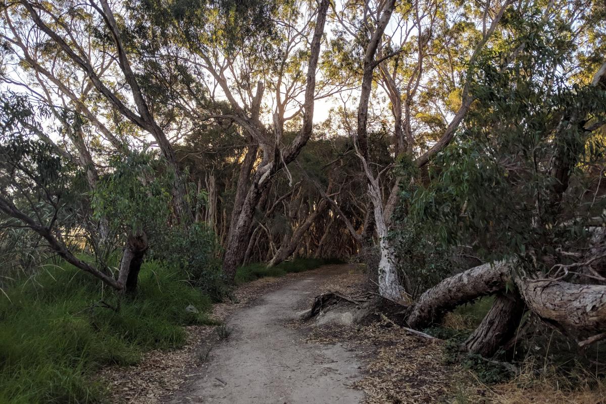 Trail between the lake and Jon Sanders Drive