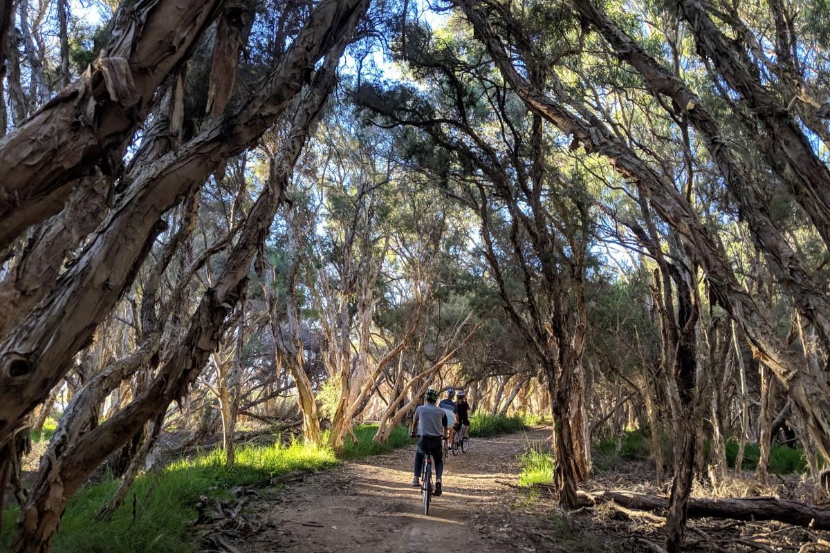 Cyclists riding through the paperbark trees at Herdsman Lakes