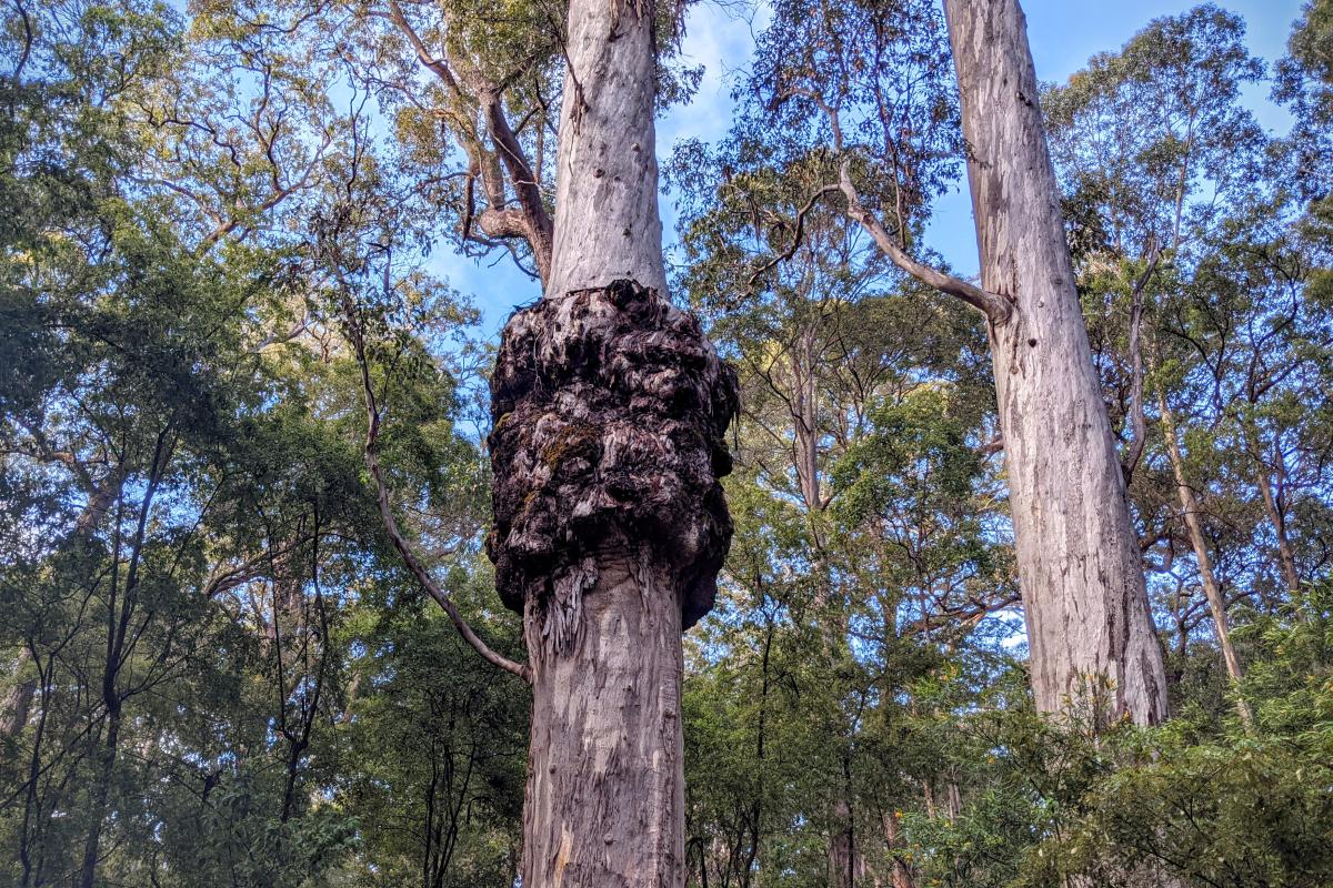 The Marianne North Tree in Warren National Park The Marianne North Tree in Warren National Park
