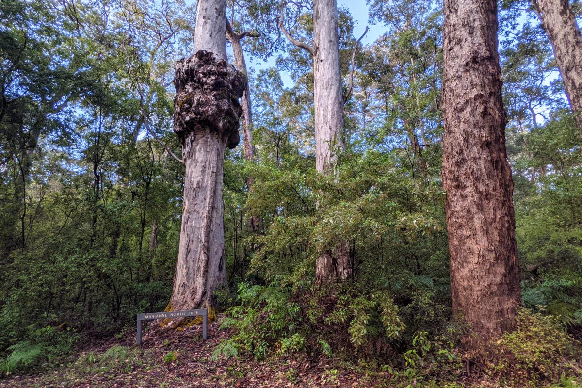 The Marianne North Tree in Warren National Park The Marianne North Tree in Warren National Park