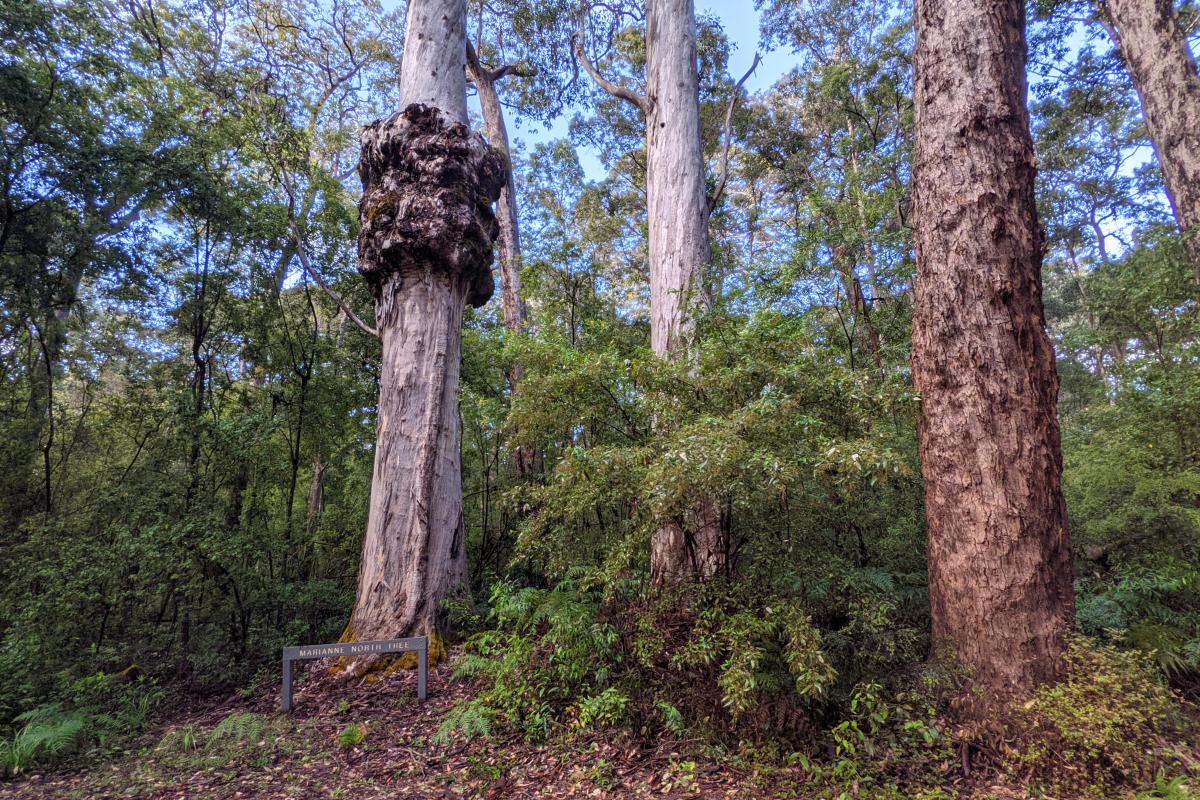 The Marianne North Tree in Warren National Park