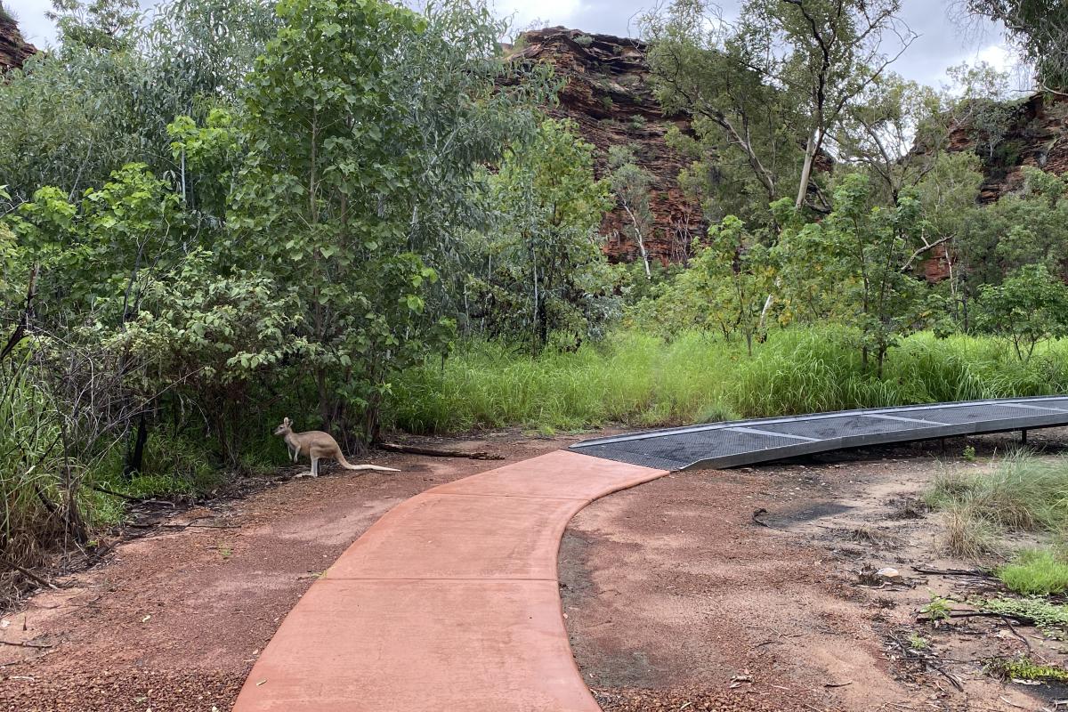 Agile Wallaby beside a trail in Mirima National Park agile wallaby beside the concrete path