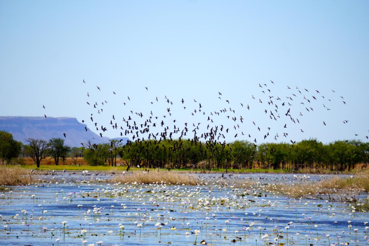Birds in flight over Parry Lagoons