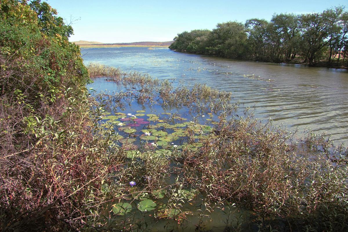 Water lilies at Marlgu Billabong amid Kimberley blue skies