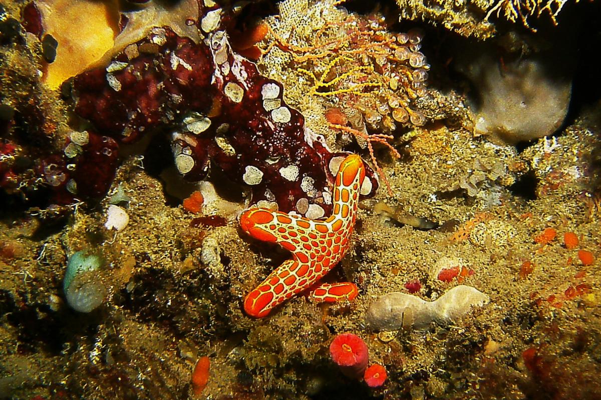 Colourful underwater scene at Wreck of the Centaur reef