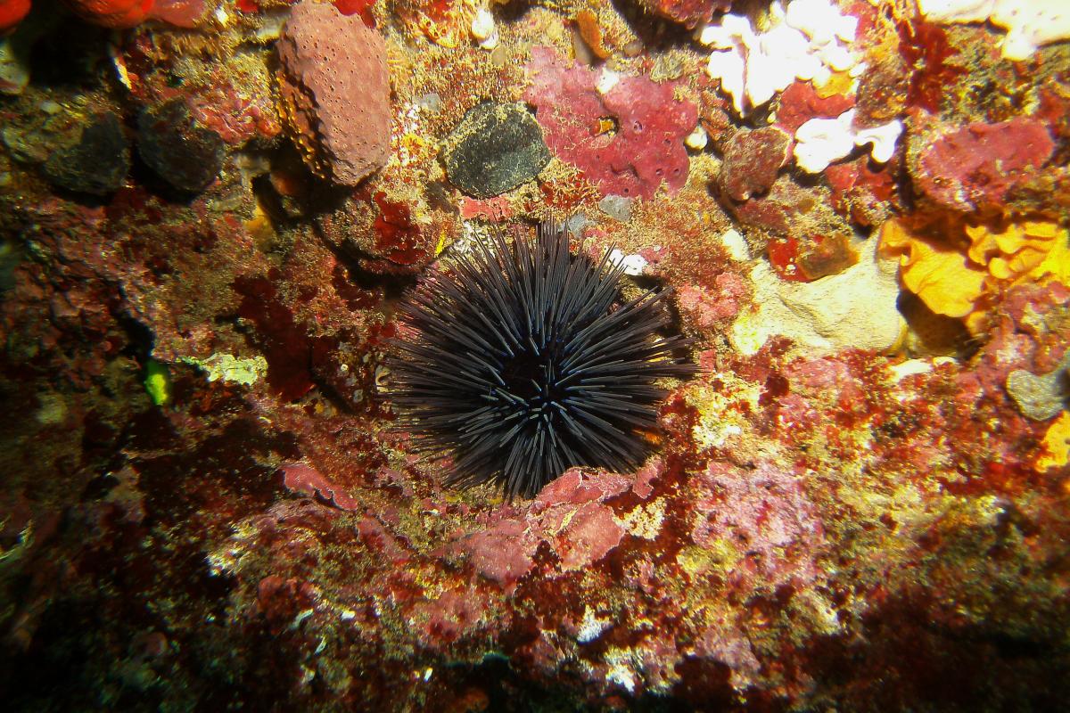 Colourful underwater scene at Wreck of the Centaur reef