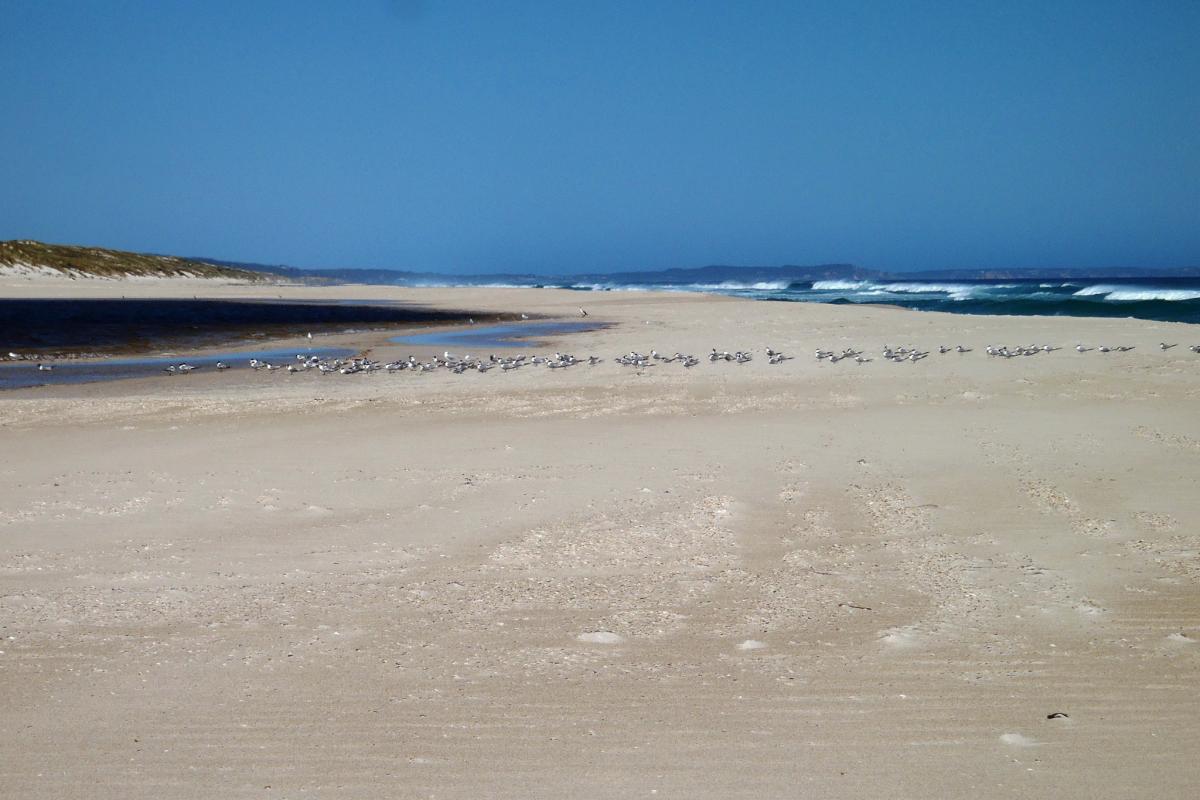 Yeagarup Dunes