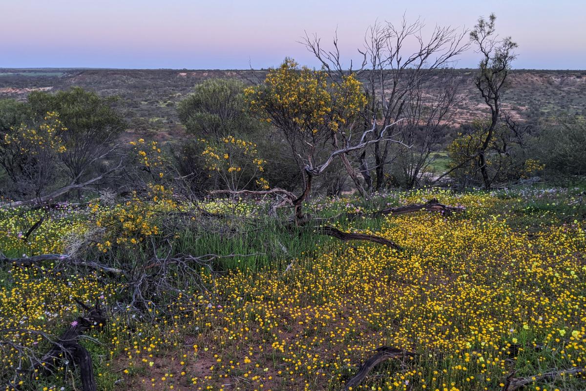 Wildflowers and a view at Breakaway Campground