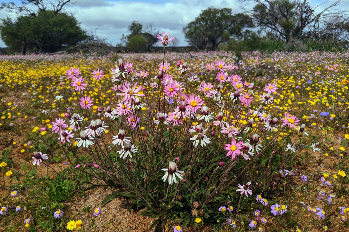 Pink, yellow, purple and white wildflowers to the edge at the Breakaway Campground