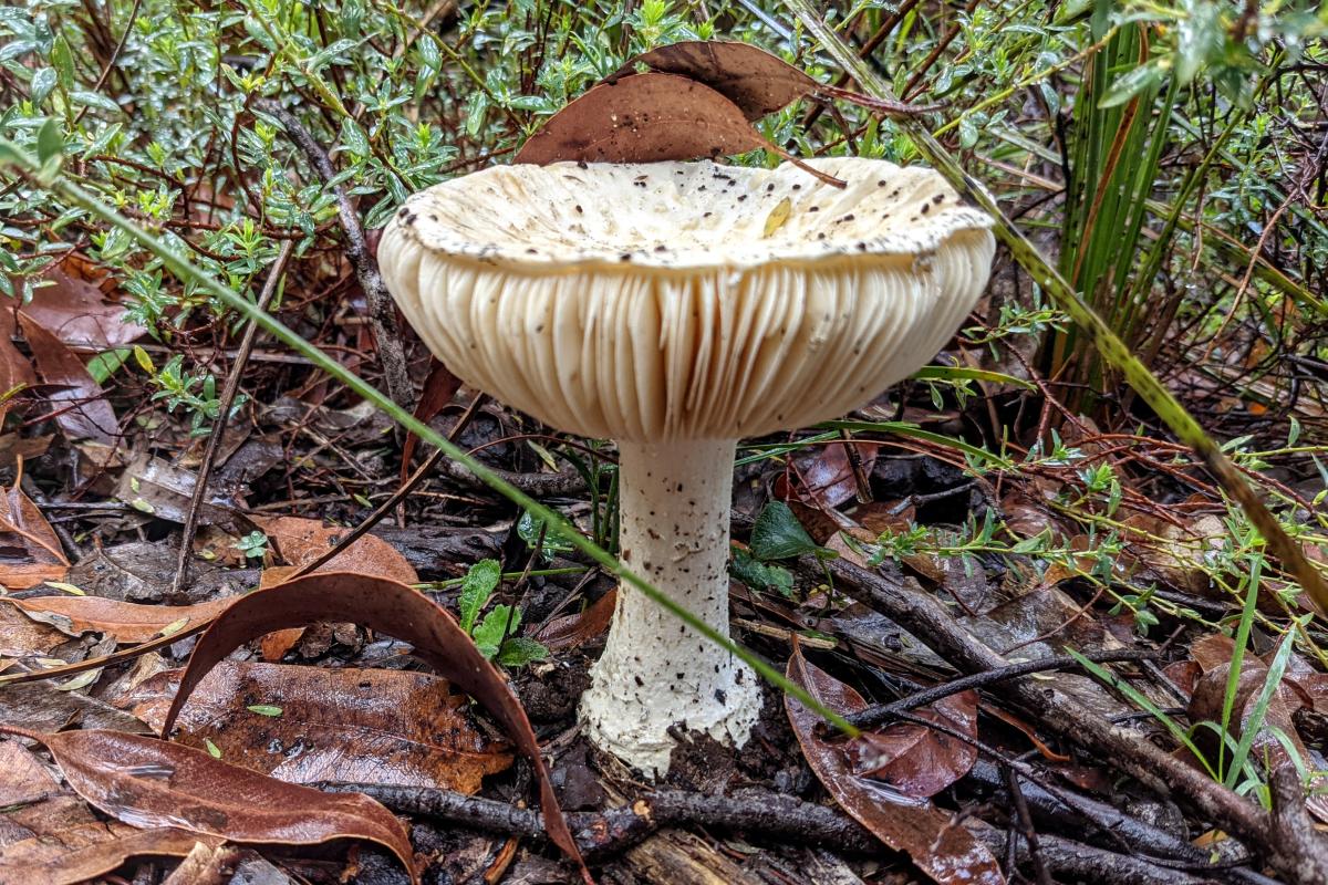 Fungi in Dwellingup State Forest