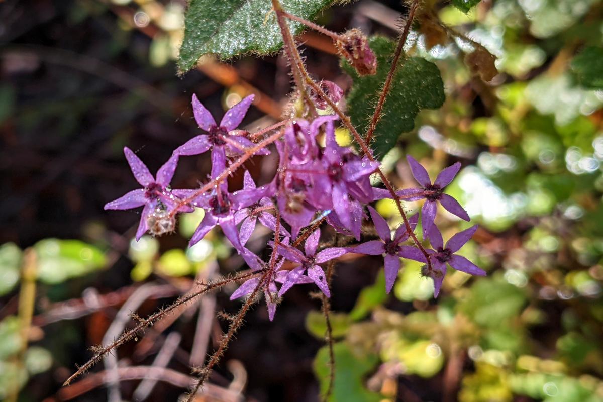 purple star shaped blooms of the Djeran wildflower