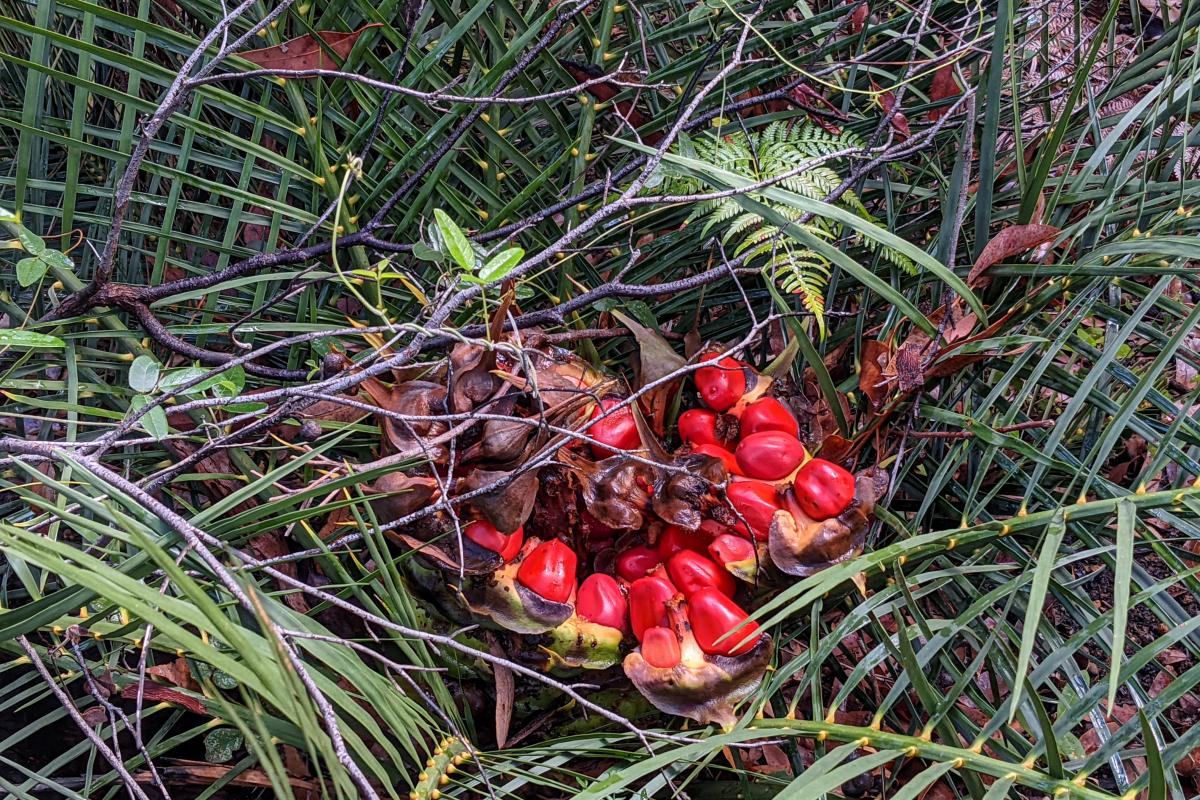 Bright red Zamia palm fruit