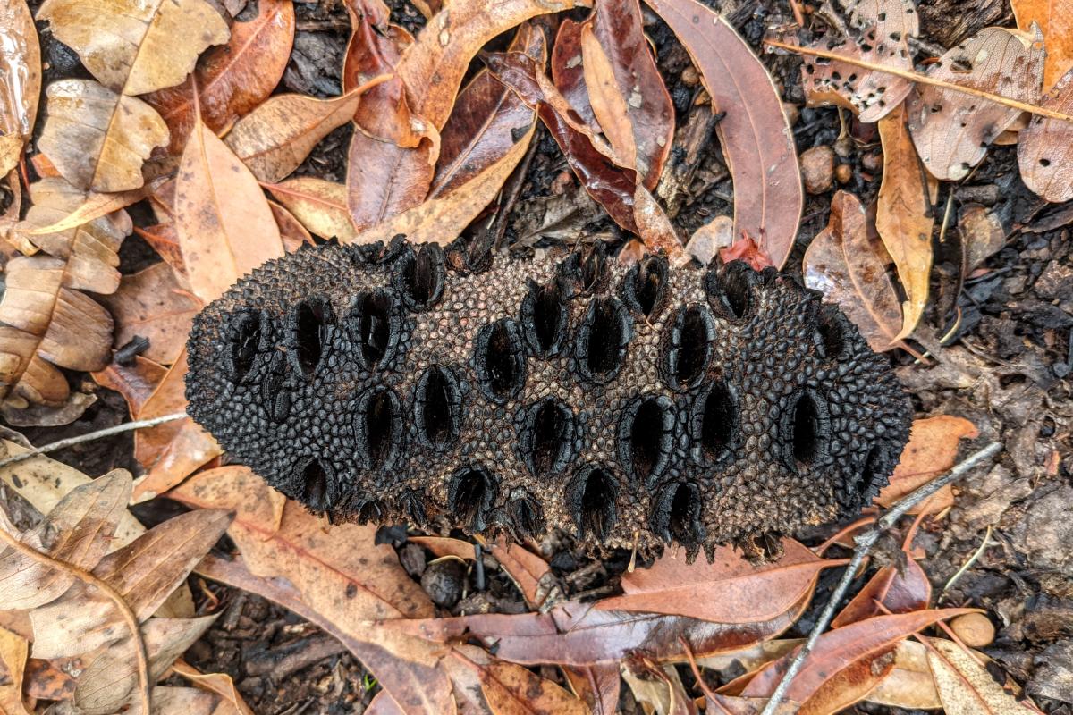 Banksia seed pod on the Jarrah forest floor