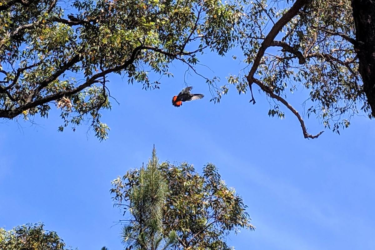 Red-tailed Black Cockatoo in flight with the blue sky in the background