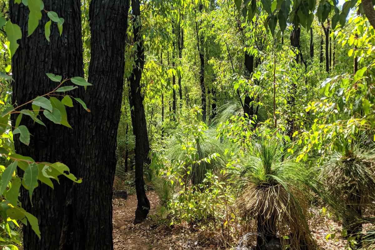 Bibbulmun Track and the lime green new growth on the understory vegetation in the Dwellingup State Forest