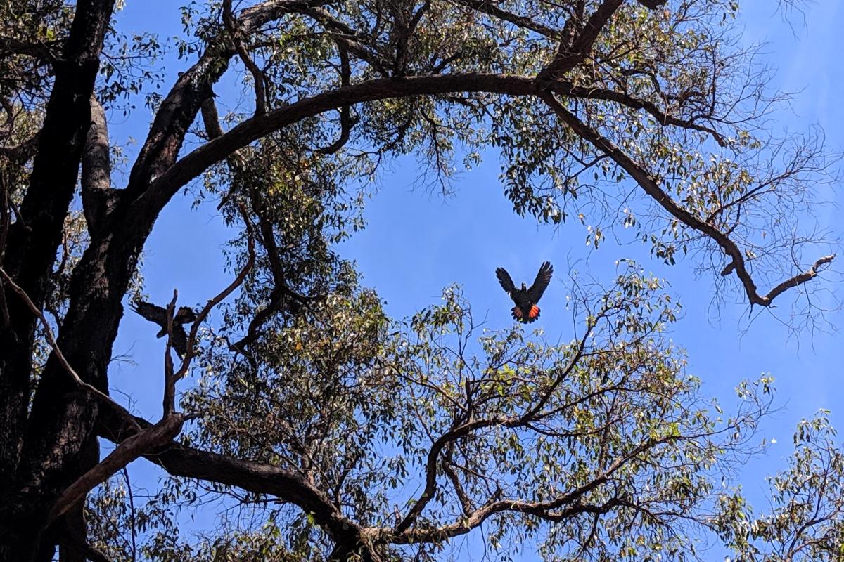 Red-tailed Black Cockatoos in flight from a Jarrah canopy