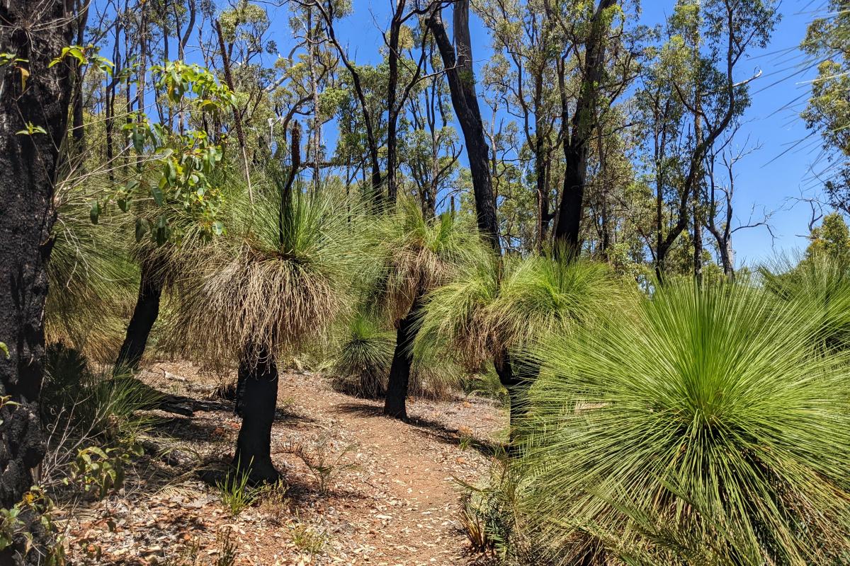Balgas on the Bibbulmun Track in the Dwellingup State Forest