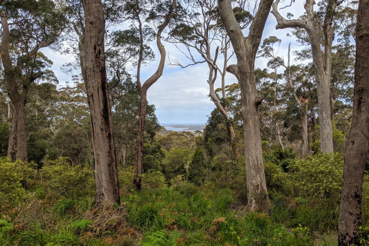 John Rate Lookout view Views through the tingle forest from John Rate Lookout